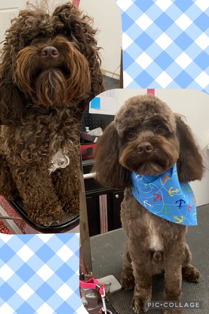 WOOF GANG BAKERY & GROOMING SPRING CLOSED 57 Photos & 22 Reviews