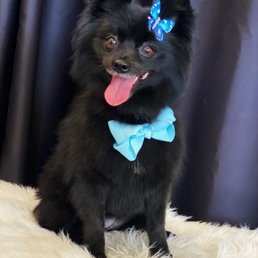 My sweet dog My sweet dog