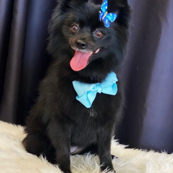 Paws in Motion DB - My sweet dog - Pet Groomers Near Me Paws in Motion DB - My sweet dog - Pet Groomers Near Me