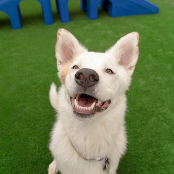 Camp Bow Wow - Pet Training Near Me - Westminster, Colorado
