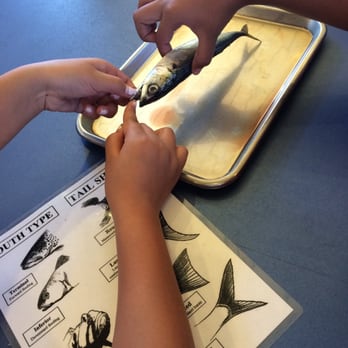Ocean Institute - Dissecting a fish - Venues & Event Spaces Near Me - Dana Point, California Ocean Institute - Dissecting a fish - Venues & Event Spaces Near Me - Dana Point, California