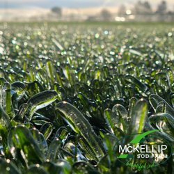 McKellip Sod Farm