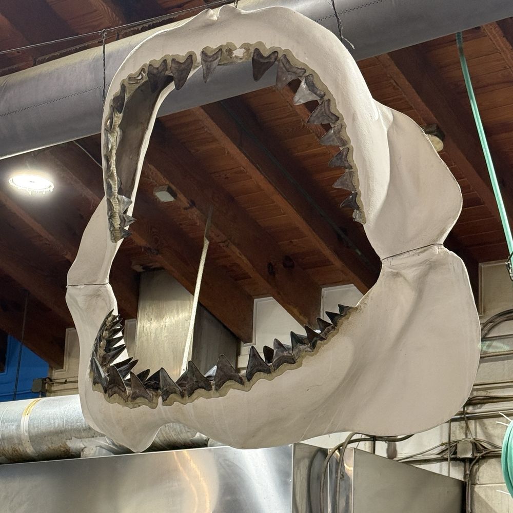 Safe Harbor Seafood - Freakin' Jaws - Seafood Near Me - Jacksonville, Florida Safe Harbor Seafood - Freakin' Jaws - Seafood Near Me - Jacksonville, Florida