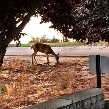 Whitney Oaks Golf Club - Deer too! - Golf Near Me - Rocklin, California Whitney Oaks Golf Club - Deer too! - Golf Near Me - Rocklin, California