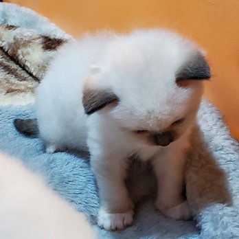 Meow City Ragdoll - Pet Breeders Near Me Meow City Ragdoll - Pet Breeders Near Me