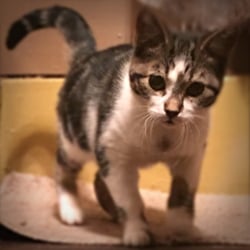 Kendall County - Adopted my kitten 1/5/15. A happy ending for this kitty