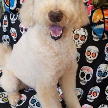 Cilie' Pet Grooming - Wes - Pet Groomers Near Me - Richmond, British Columbia Cilie' Pet Grooming - Wes - Pet Groomers Near Me - Richmond, British Columbia