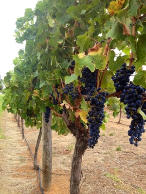 Vasse Felix by null