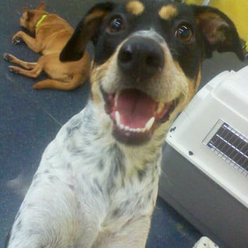 Sit! Stay! Play! - Pet Sitting Near Me - Tucson, Arizona Sit! Stay! Play! - Pet Sitting Near Me - Tucson, Arizona