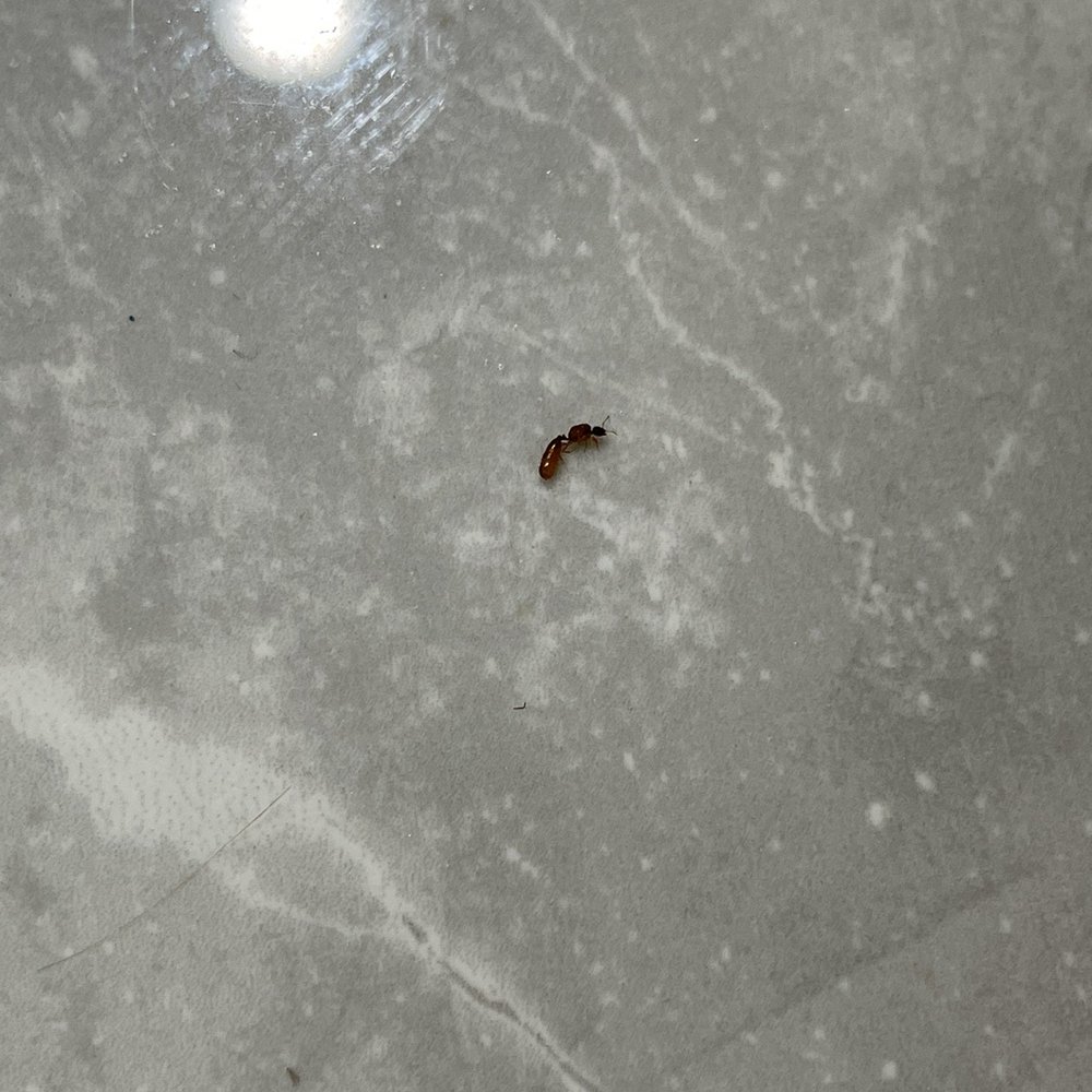 Inn at Whitewing Farm - Killed so many Bugs, yes I understand it's in the woods but the amount I killed was ridiculous. - Bed & Breakfast Near Me - West Chester, Pennsylvania