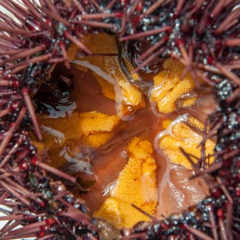 Quality Seafood - That gold inside the sea urchin mmm :D - Seafood Markets Near Me - Redondo Beach, California