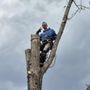 Photo of Kidwell & Son's Tree Service