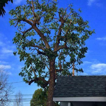 Albert Trees Service - a large tree in a residential area - Landscaping Near Me - Corona, California Albert Trees Service - a large tree in a residential area - Landscaping Near Me - Corona, California