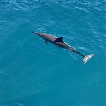 Capt Andy's - Spinner dolphin - Boat Tours Near Me - Ele'ele, Hawaii Capt Andy's - Spinner dolphin - Boat Tours Near Me - Ele'ele, Hawaii