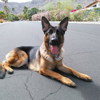 Ultimate K-9 Training - Pet Sitting Near Me - Nuevo, California Ultimate K-9 Training - Pet Sitting Near Me - Nuevo, California