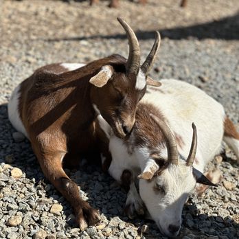 Cox Farms - Goats! - Attraction Farms Near Me - Centreville, Virginia