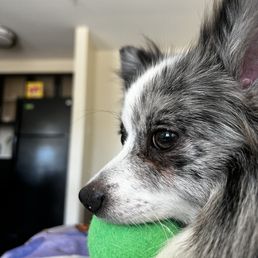This is my Pom puppy my little guy is enjoying one of his gifts from dog city. Loves his lil ball. This is my Pom puppy my little guy is enjoying one of his gifts from dog city. Loves his lil ball.