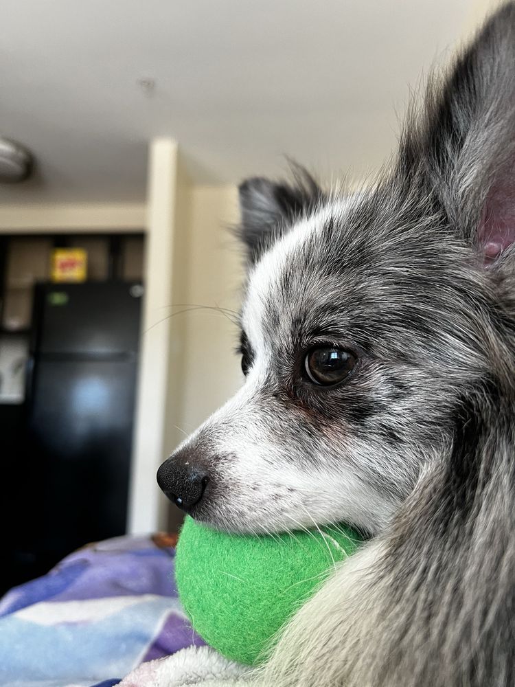 Dog City - pet boarding facility in Dallas, TX