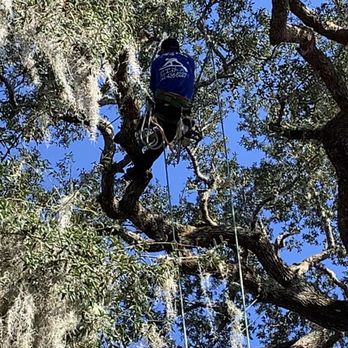 Francisco's Tree Service - Tree Services Near Me Francisco's Tree Service - Tree Services Near Me