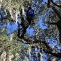 Photo of Francisco's Tree Service