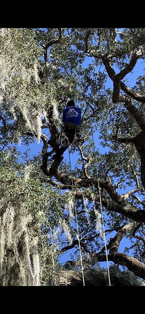 Francisco's Tree Service - tree service in Orlando, FL