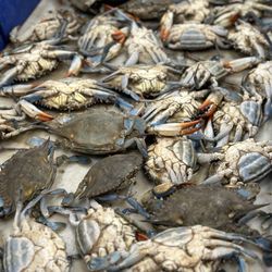 McKee SeaFood Supermarket - Blue Crabs