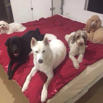 Ruff Life - Pet Sitting Near Me - North Kingstown, Rhode Island Ruff Life - Pet Sitting Near Me - North Kingstown, Rhode Island