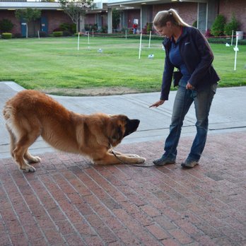 Vikki Boyd - Bowing - Pet Training Near Me Vikki Boyd - Bowing - Pet Training Near Me