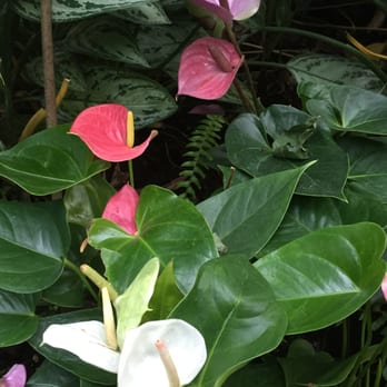 Muttart Conservatory - Landmarks & Historical Buildings Near Me - Edmonton, Alberta Muttart Conservatory - Landmarks & Historical Buildings Near Me - Edmonton, Alberta