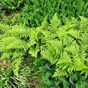 W.D.B. Landscaping - Landscape Architects or Designers Near Me - Morrisville, Pennsylvania W.D.B. Landscaping - Landscape Architects or Designers Near Me - Morrisville, Pennsylvania