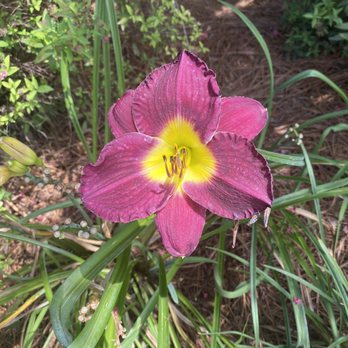 Priester's Pecans - Beautiful flowers - Desserts Near Me - Fort Deposit, Alabama Priester's Pecans - Beautiful flowers - Desserts Near Me - Fort Deposit, Alabama