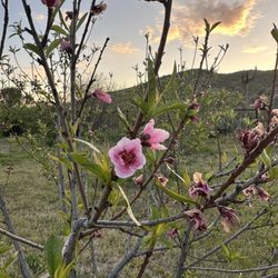 Aravaipa Farms Orchard and Inn