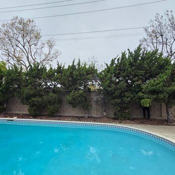 Premier Tree Experts - Before (7 trees) - Tree Services Near Me - Orange, California