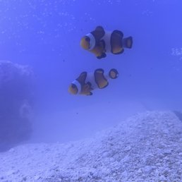 mocha clownfish