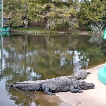 Gatorland - Zoos Near Me - Orlando, Florida