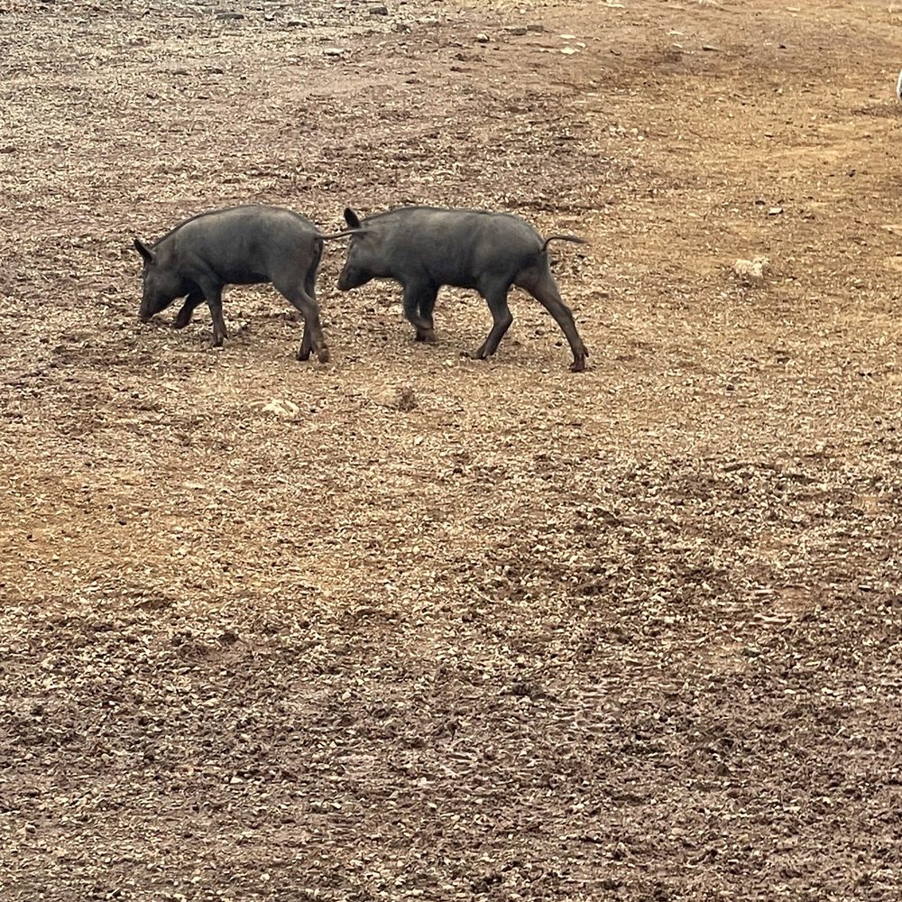 Maui Mountain Activities - Baby piglets - Horseback Riding Near Me - Wailuku, Hawaii