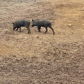 Maui Mountain Activities - Baby piglets - Horseback Riding Near Me - Wailuku, Hawaii