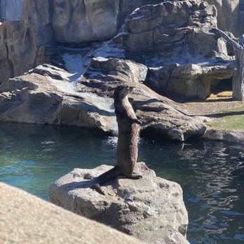 Bearizona - Standing otter - Zoos Near Me - Williams, Arizona Bearizona - Standing otter - Zoos Near Me - Williams, Arizona