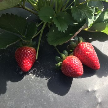Starkey Blueberry Farm - Pick Your Own Farms Near Me - Trinity, Florida