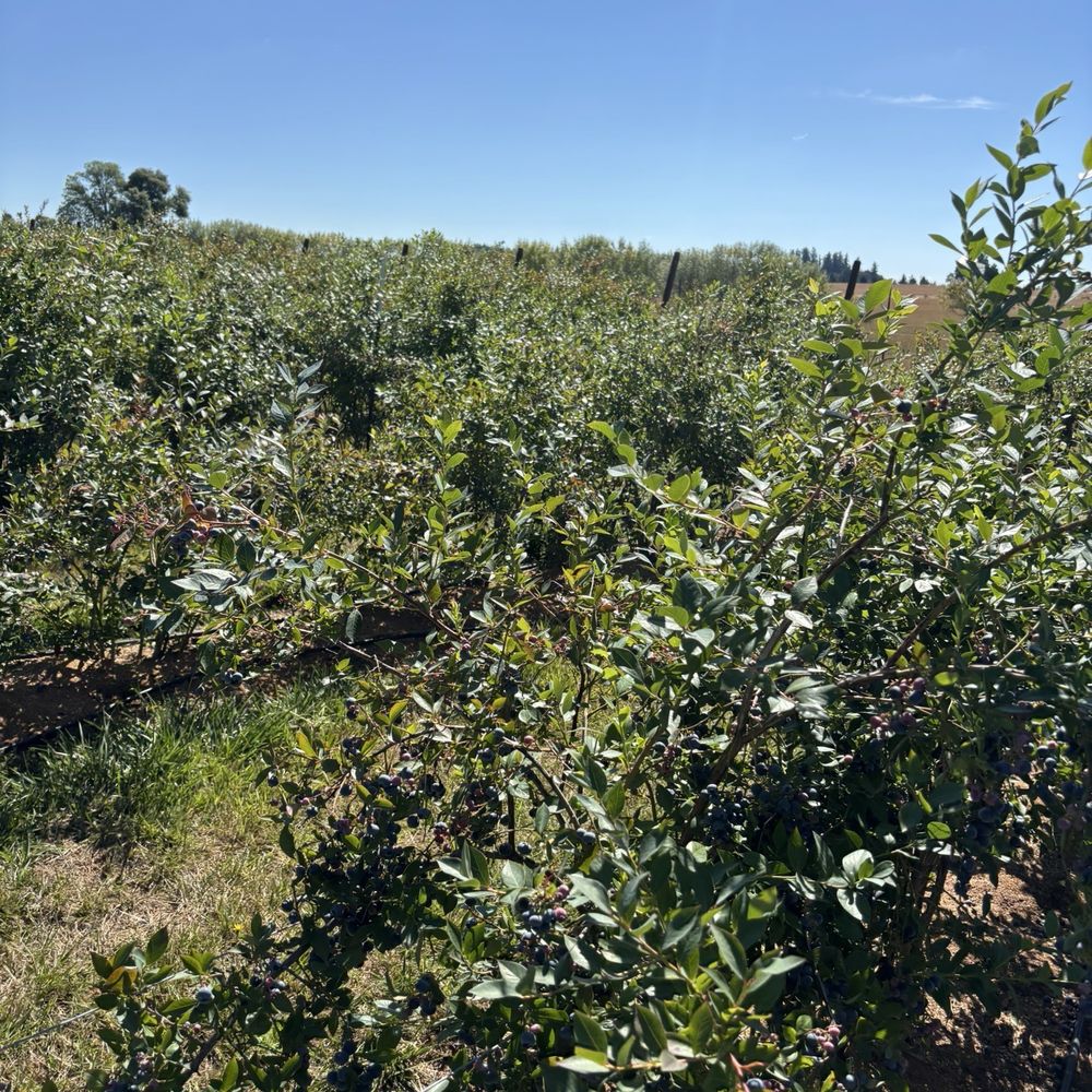 Sunrise Blueberry Farm - Pick Your Own Farms Near Me - Hillsboro, Oregon Sunrise Blueberry Farm - Pick Your Own Farms Near Me - Hillsboro, Oregon