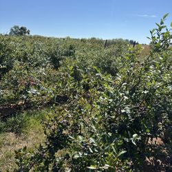 Sunrise Blueberry Farm