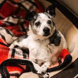 Jackson County Animal Hospital