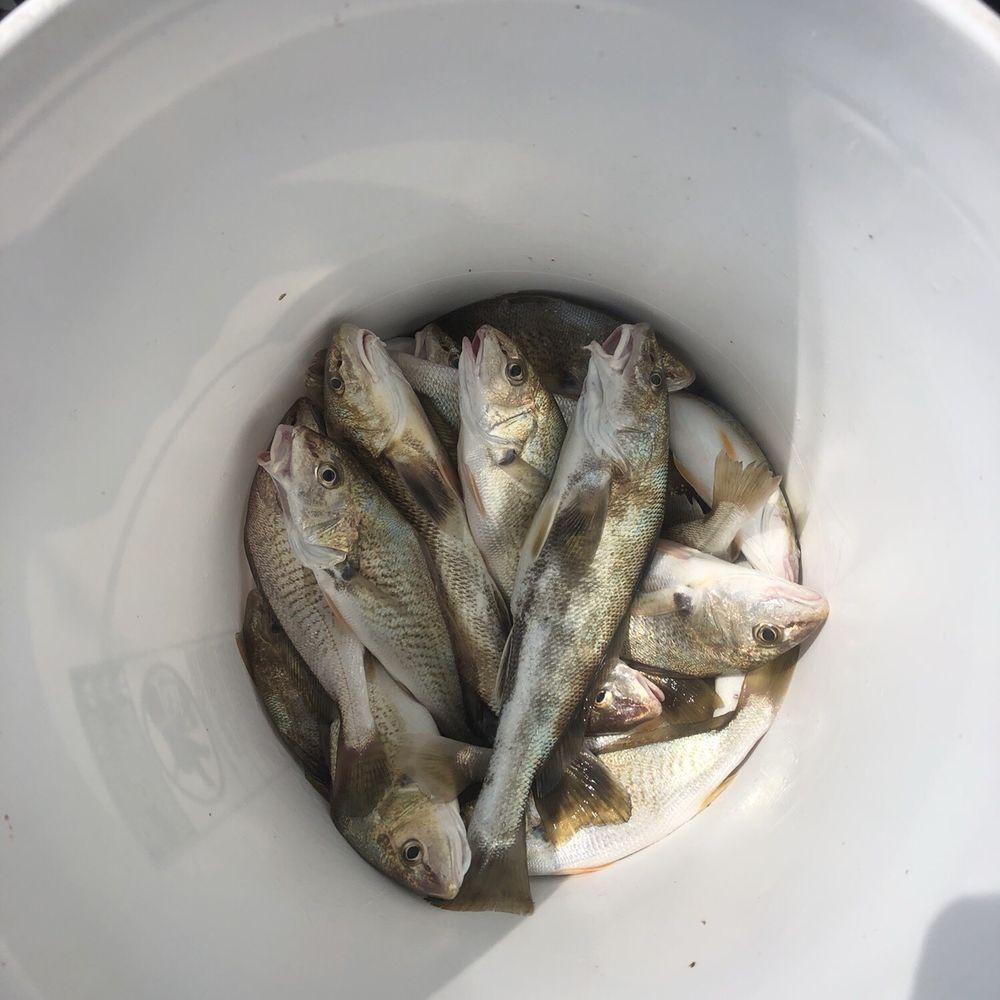 Royal Flush Fleet - Croaker stew tonight - Boat Charters Near Me - Wildwood, New Jersey Royal Flush Fleet - Croaker stew tonight - Boat Charters Near Me - Wildwood, New Jersey