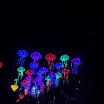 Dublin Zoo - Wild lights - Zoos Near Me - Dublin, D Dublin Zoo - Wild lights - Zoos Near Me - Dublin, D