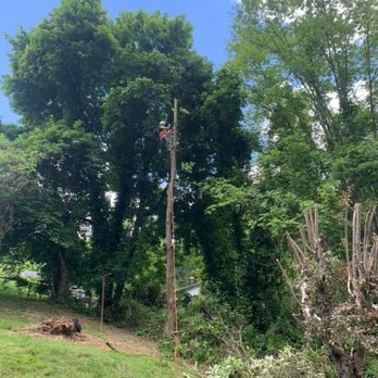 Top Line Tree Service - Tree Services Near Me