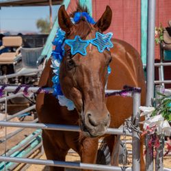 Saddles of Joy