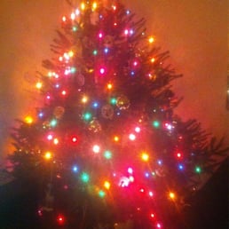 Norway spruce, my whole house smells like Christmas! Norway spruce, my whole house smells like Christmas!