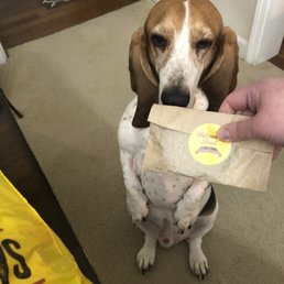 Leopold with the extra treat that came with today's delivery! Had to pull that out of the yellow bag first for him!!! Leopold with the extra treat that came with today's delivery! Had to pull that out of the yellow bag first for him!!!