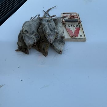 Round Up Pest Control - Removing Mice from a home - Pest Control Near Me Round Up Pest Control - Removing Mice from a home - Pest Control Near Me