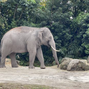 Zoo Miami - Zoos Near Me - Miami, Florida Zoo Miami - Zoos Near Me - Miami, Florida